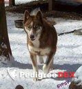 Photo of CR Gypsy Mountain Melody