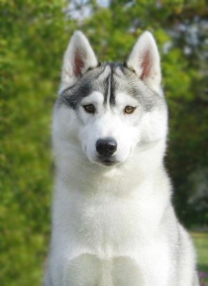 Photo of Freez Breez of Siberian Lady