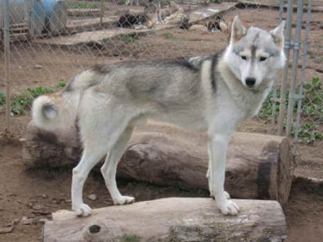 Photo of Barking Brook’s Amarillo Slim Shaytaan
