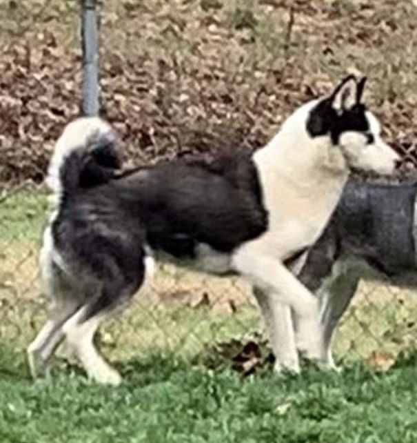Photo of Pearls Proud Chief Cherokee