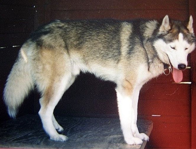 Photo of Chamsin’s Grizzly Bear