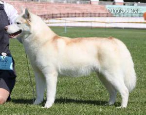 Photo of Belstok Annette Prima Donna