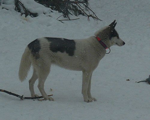 Photo of Kryska’s Ironwill KubaSugar