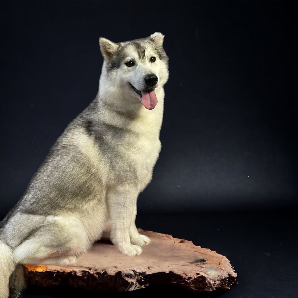 Photo of Anastasia’s Russian Wylde Child