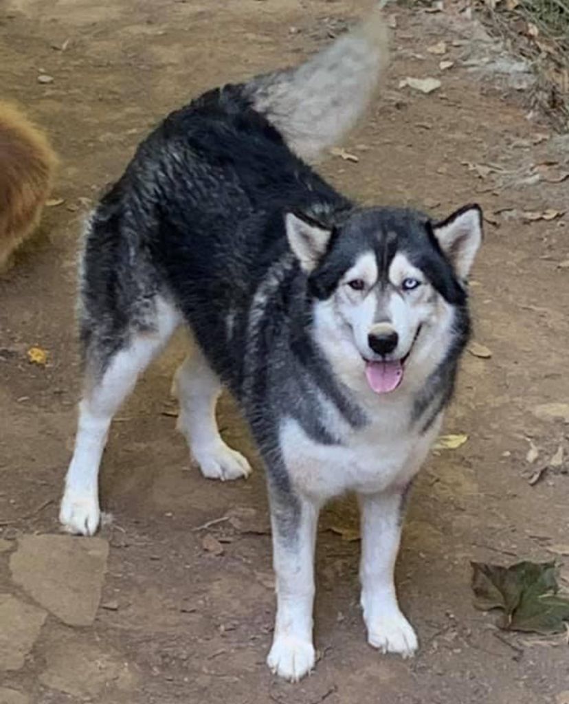 Photo of Laska Jennings