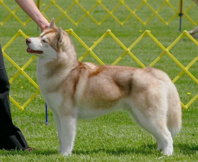 Photo of Sherakan’s Special Addition