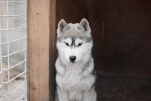 Photo of Olgivan Show Petrificus Totalus