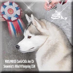Photo of Snowmist’s Wind N Reigning