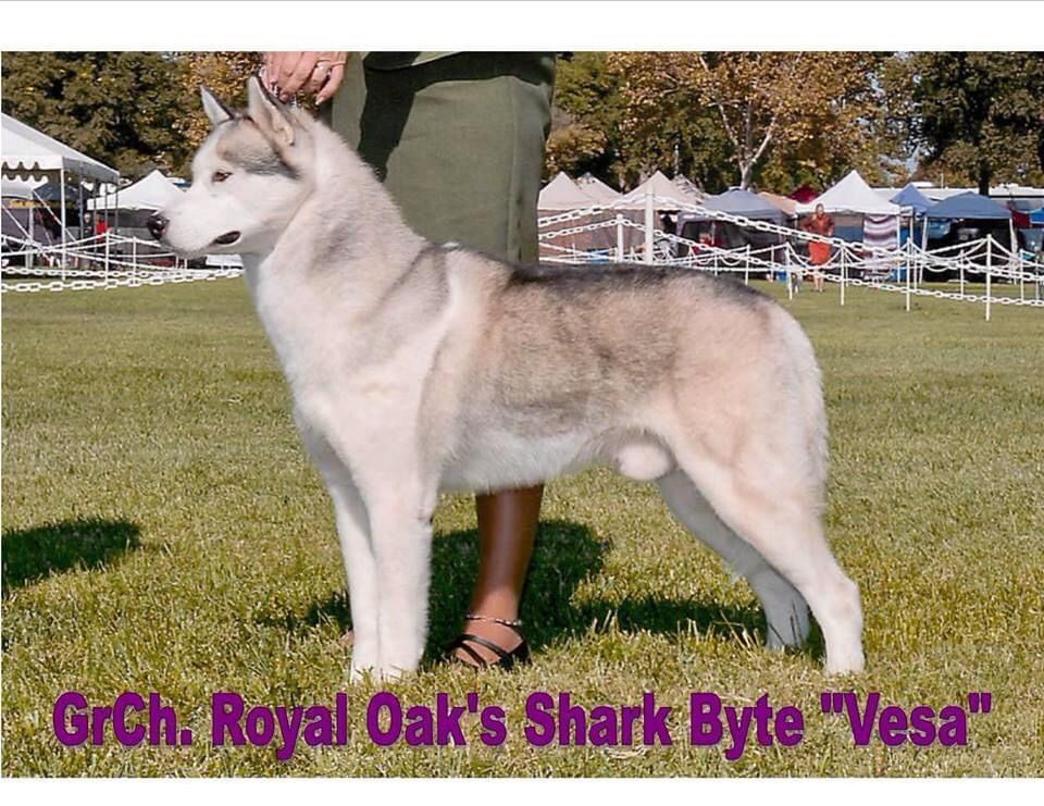 Photo of Royal Oak’s Shark Byte