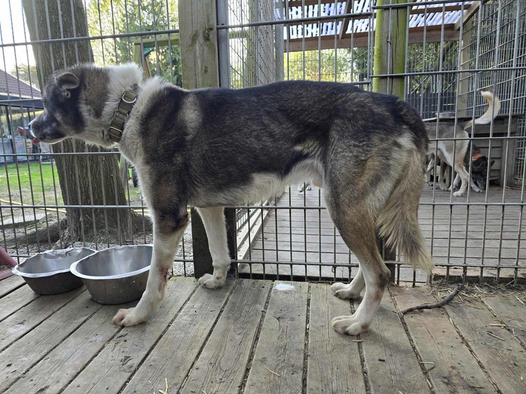 Photo of Gråbeintunets Simba
