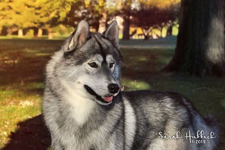 Photo of Karnovanda's Five O'Clock Shadow