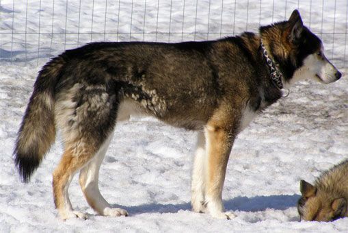 Photo of Vox Celesta’s Bjärven
