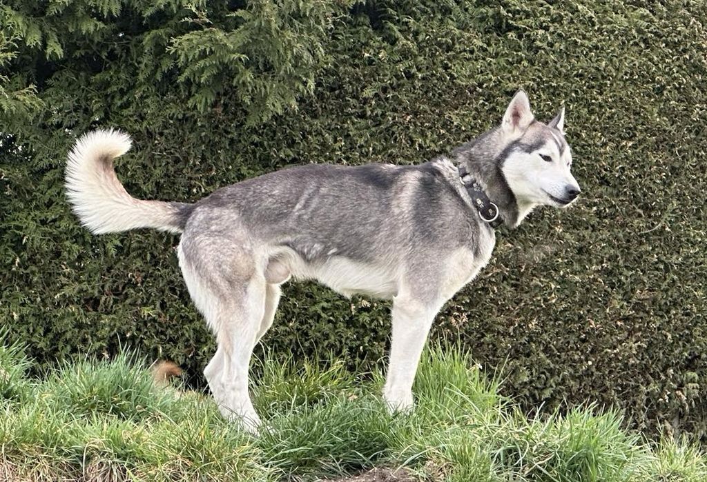 Photo of Damon of Husky Auwinkel