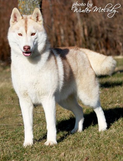 Photo of Kristari’s Ginger Snap