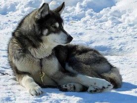 Photo of Arcticsun’s Sharp Dressed Man