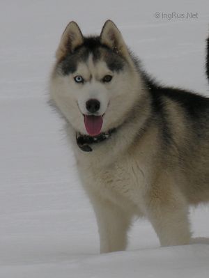 Photo of Akvarel' s Goluboy Zvezdy