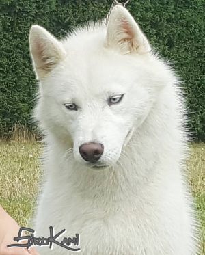 Photo of Liubov's Nuage De Neige