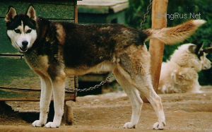 Photo of Alaskan’s Max Factor Of Anadyr
