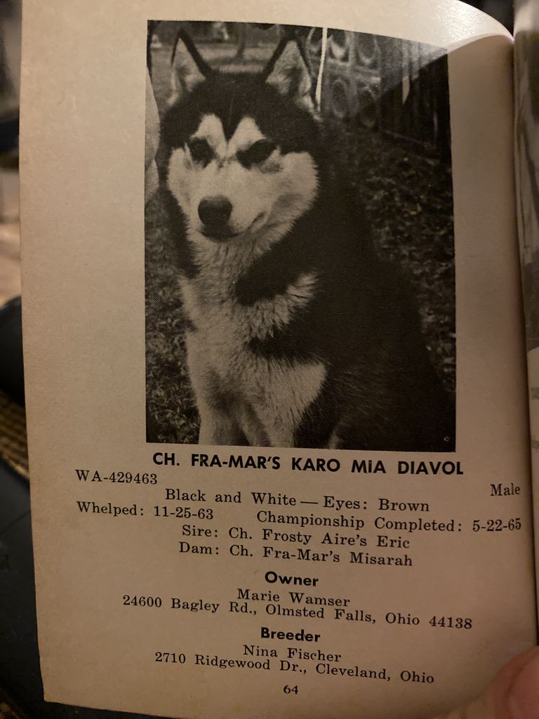 Photo of Fra-Mar’s Karo Mia Diavol
