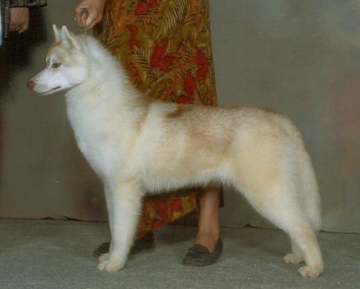 Photo of Shapali’s Tangerine Twist