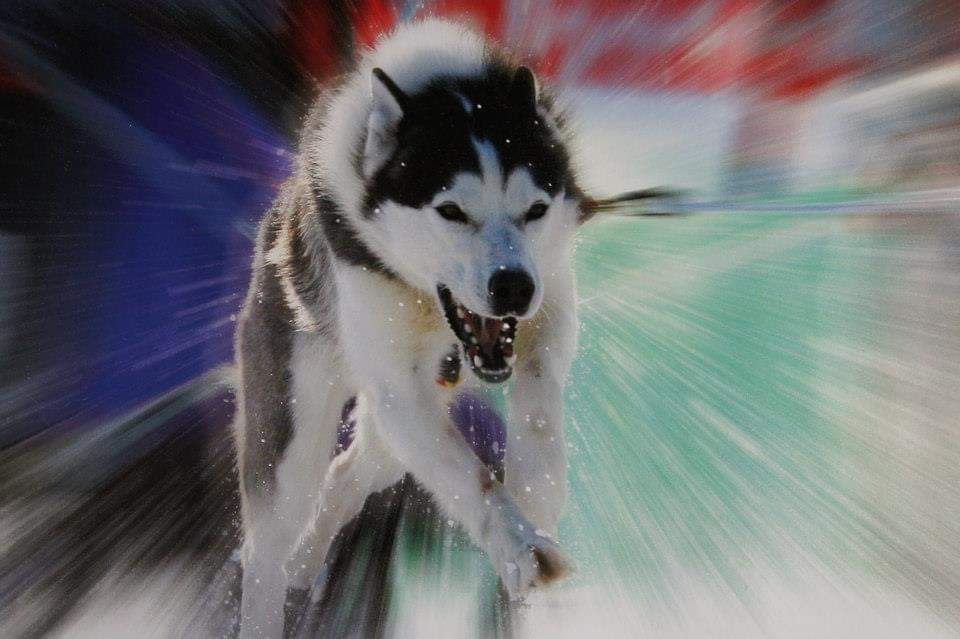 Photo of Apepper ab Canis Polaris