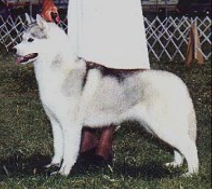 Photo of Dimondust Of The Midnight Sun