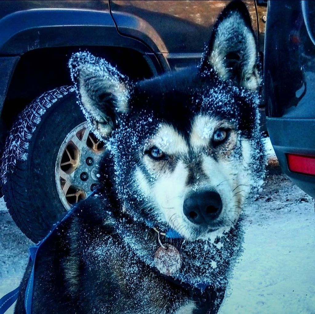 Photo of Rocky (Italy) Durio kennel’s