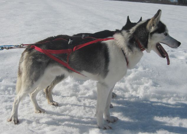 Photo of Nay-La-Chee's Yinca Tuxeedo