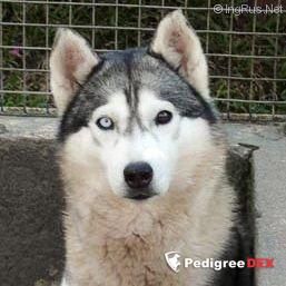 Photo of Vega Star´s Rosyh