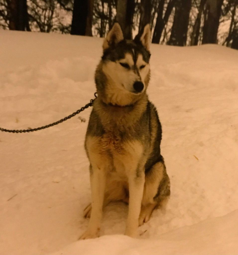 Photo of Likka av Vargevass