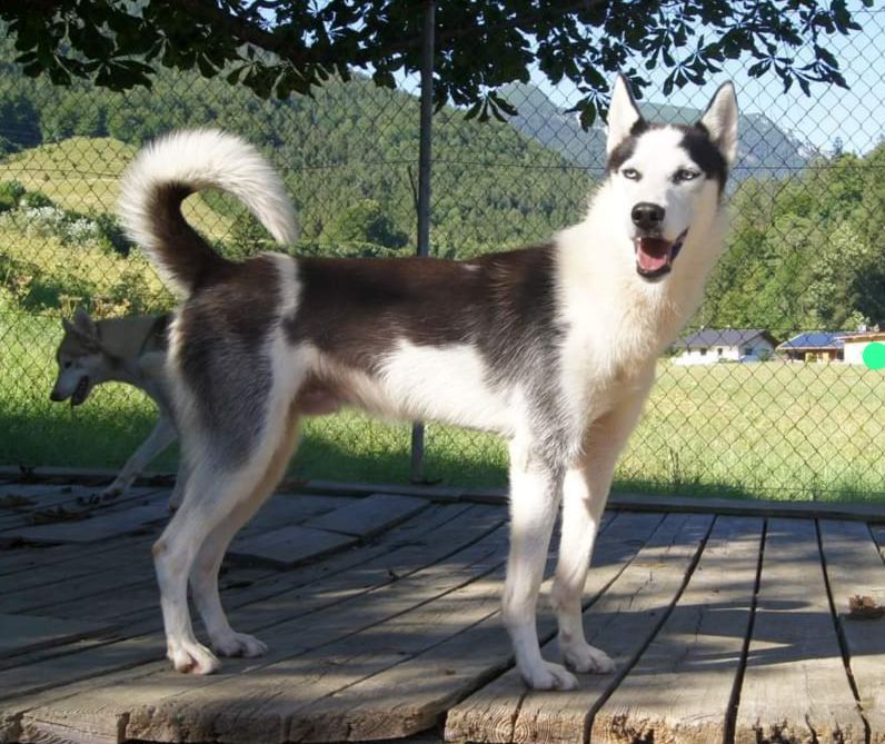 Photo of Notorious Nitro ab Canis Polaris