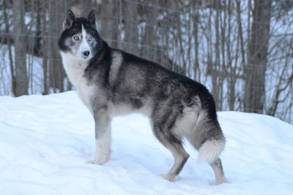 Photo of Indian Tribe Husky's Yuma
