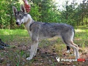 Photo of Laitkiper's Catch The Lucky's Tail