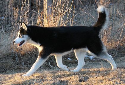 Photo of Echoing Wind’s Everlasting Courage