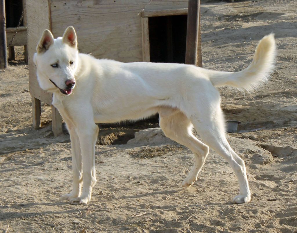 Photo of Deer Creek’s Traveler