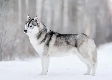 Photo of Mystic Winner Shine Moon