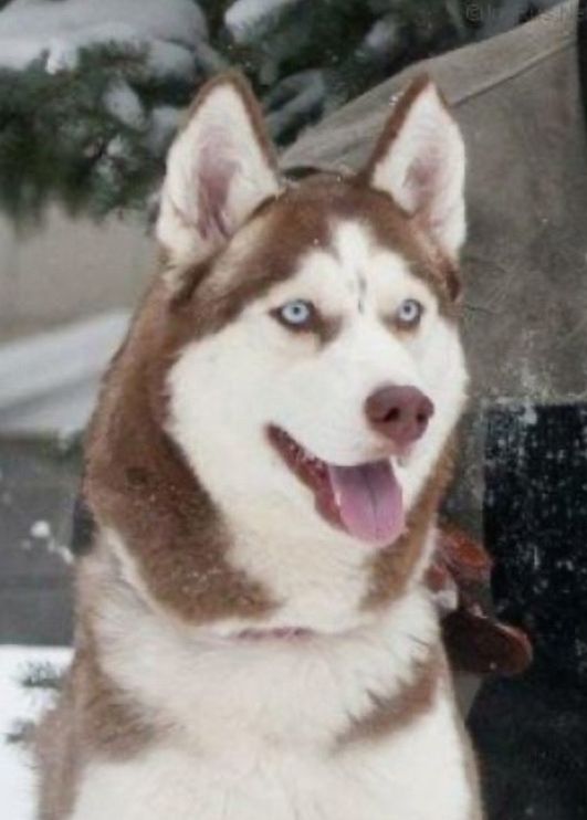 Photo of Belissiya Foks