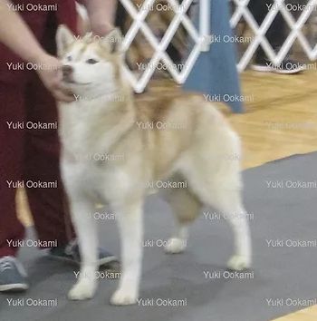 Photo of Yuki Ookami’s Miss Azula