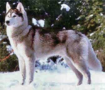 Photo of Forstal’s Meshka