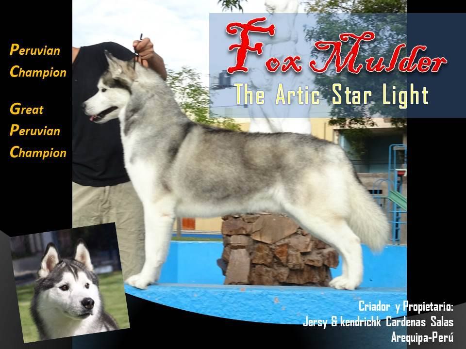 Photo of Fox Mulder The Artic Star Light