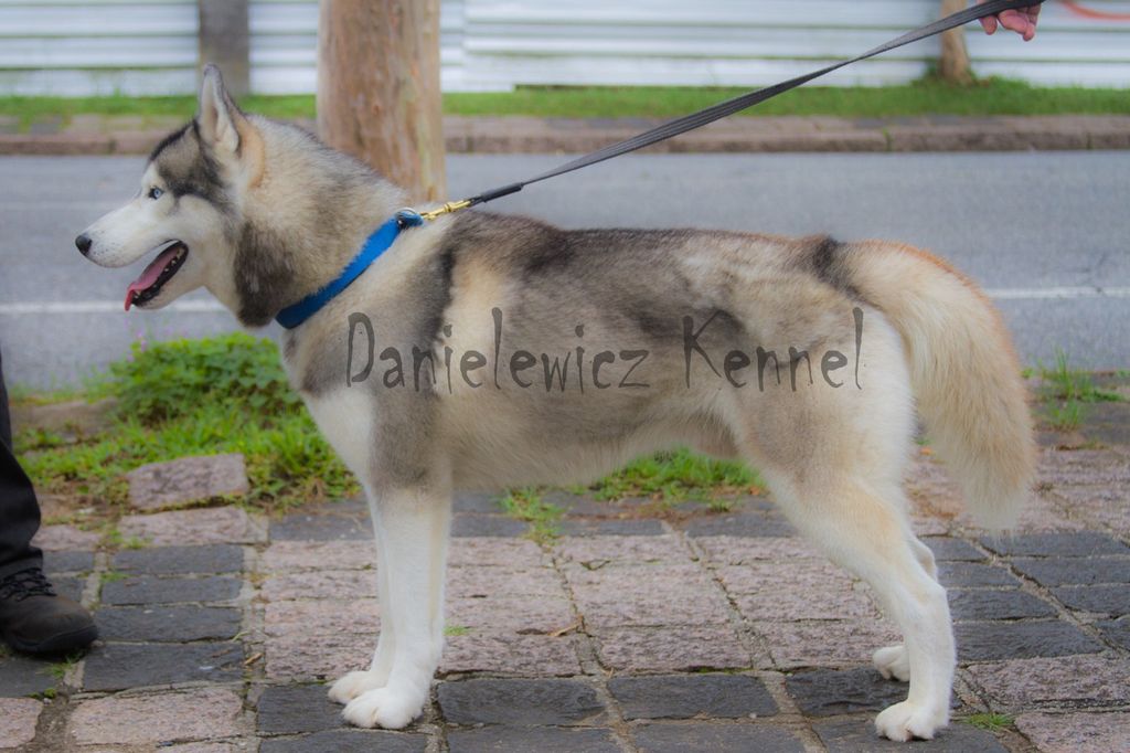 Photo of Suraliam Balto do Danielewicz