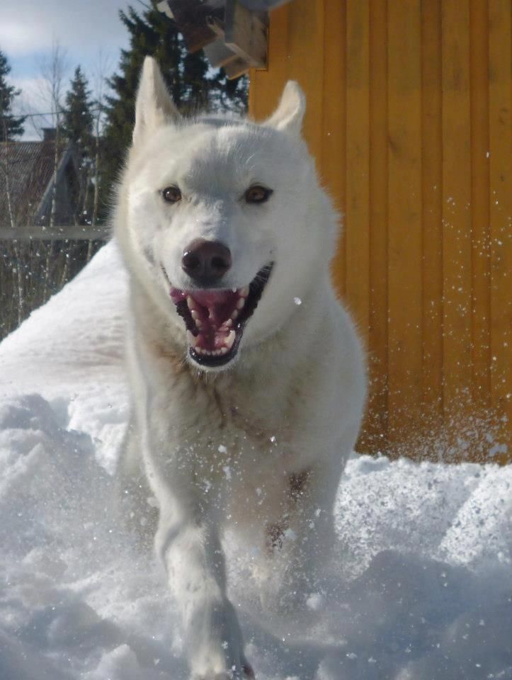 Photo of Lillebror Koda