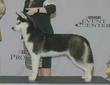 Photo of Fullmoon’s Cheap Thrills O’Lasan