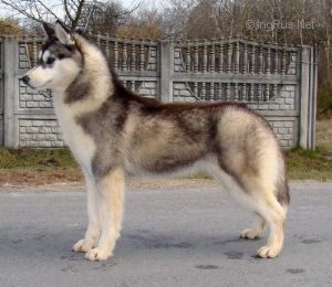 Photo of Angel of Happy Year Eskimoski Domek