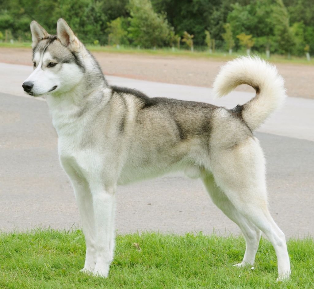 Photo of Forstal's Xanook