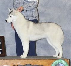 Photo of Kczar’s Rhinestone Cowgirl At Aasil