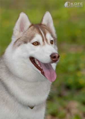 Photo of Kama (Russia)
