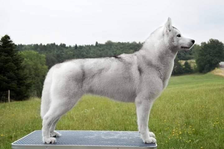 Photo of Dorati Siberians Come On Everybody
