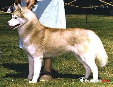 Photo of Kossok’s Blonde Bombshell