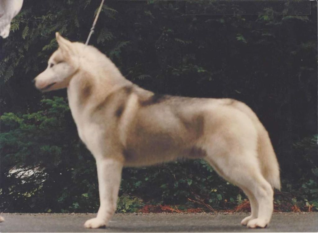 Photo of Nanook’s Turn the Page